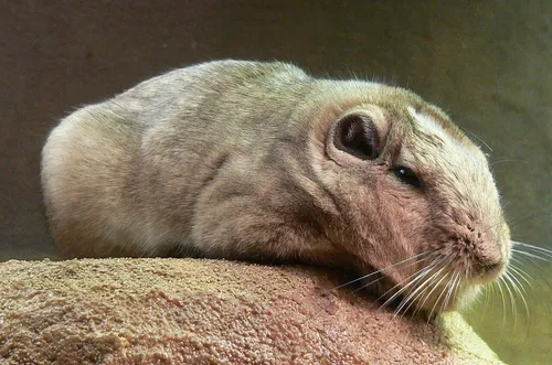 Common gundi