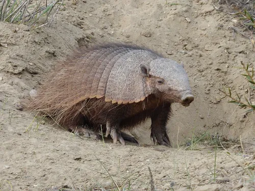 Big hairy armadillo