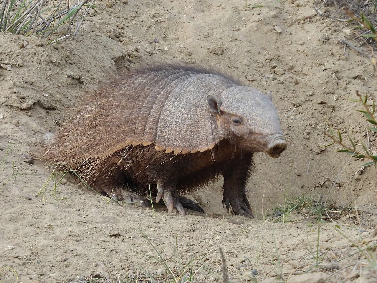 Sörtés armadilló - 1