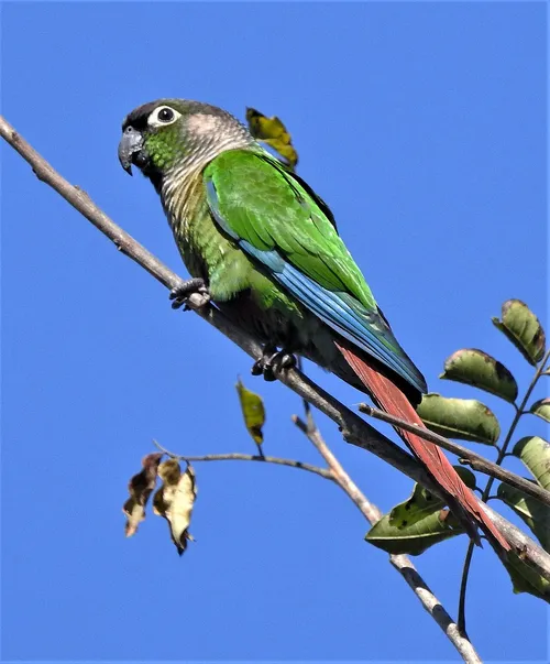 Green-cheeked Parakeet
