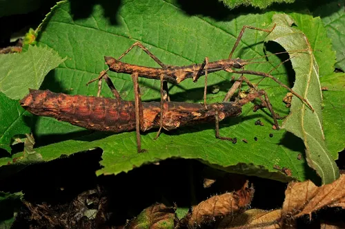Neohirasea nana