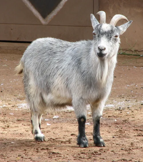 West African Dwarf goats