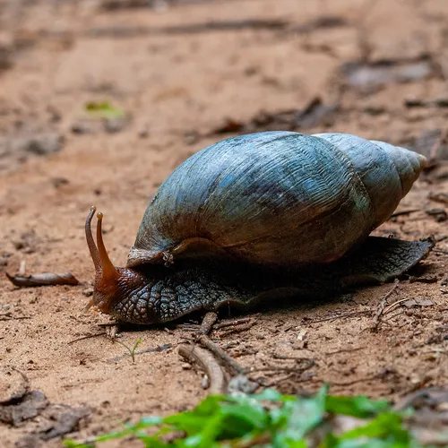 African Land Snail