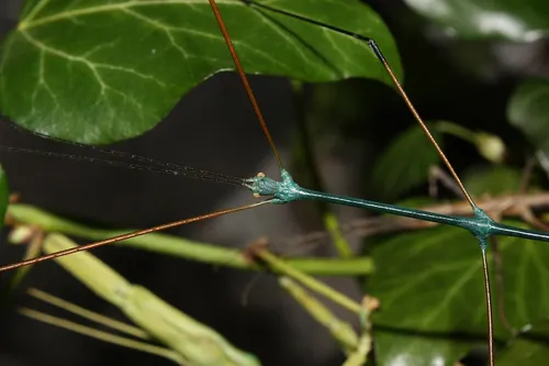 Great Thin Stick Insect