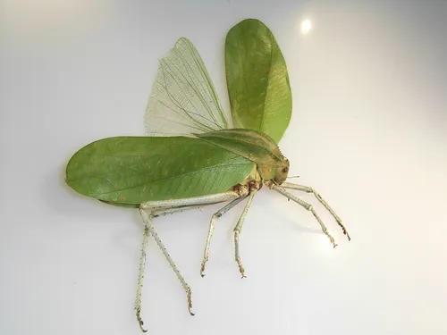 Hooded Katydid