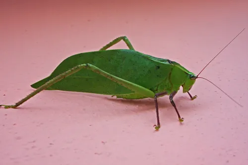 Lorida Giant Katydid