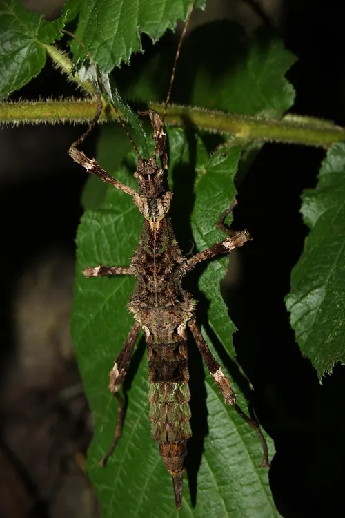 Aurora stict insect