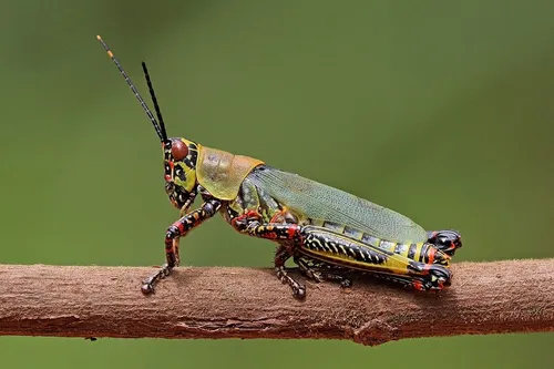 Painted Grasshopper
