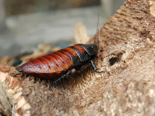 Giant hissing roach