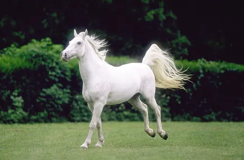 Domestic horse