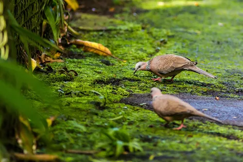 Gyöngyösnyakú gerle