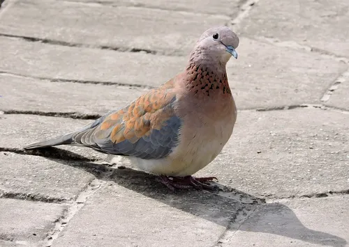 Streptopelia senegalensis