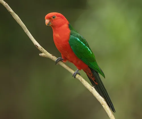 Ausztrál királypapagáj