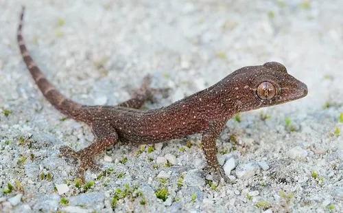 Mourning gecko