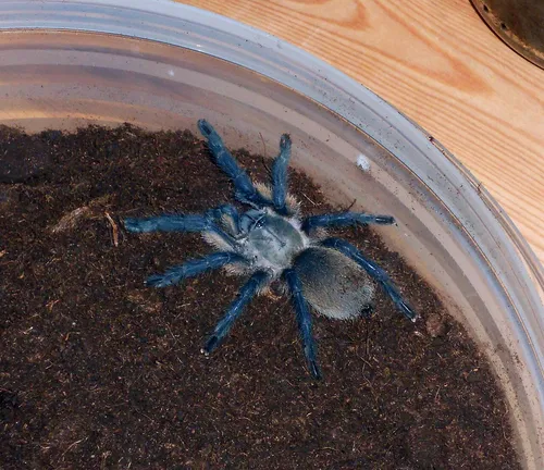 Socotra Island blue baboon tarantula