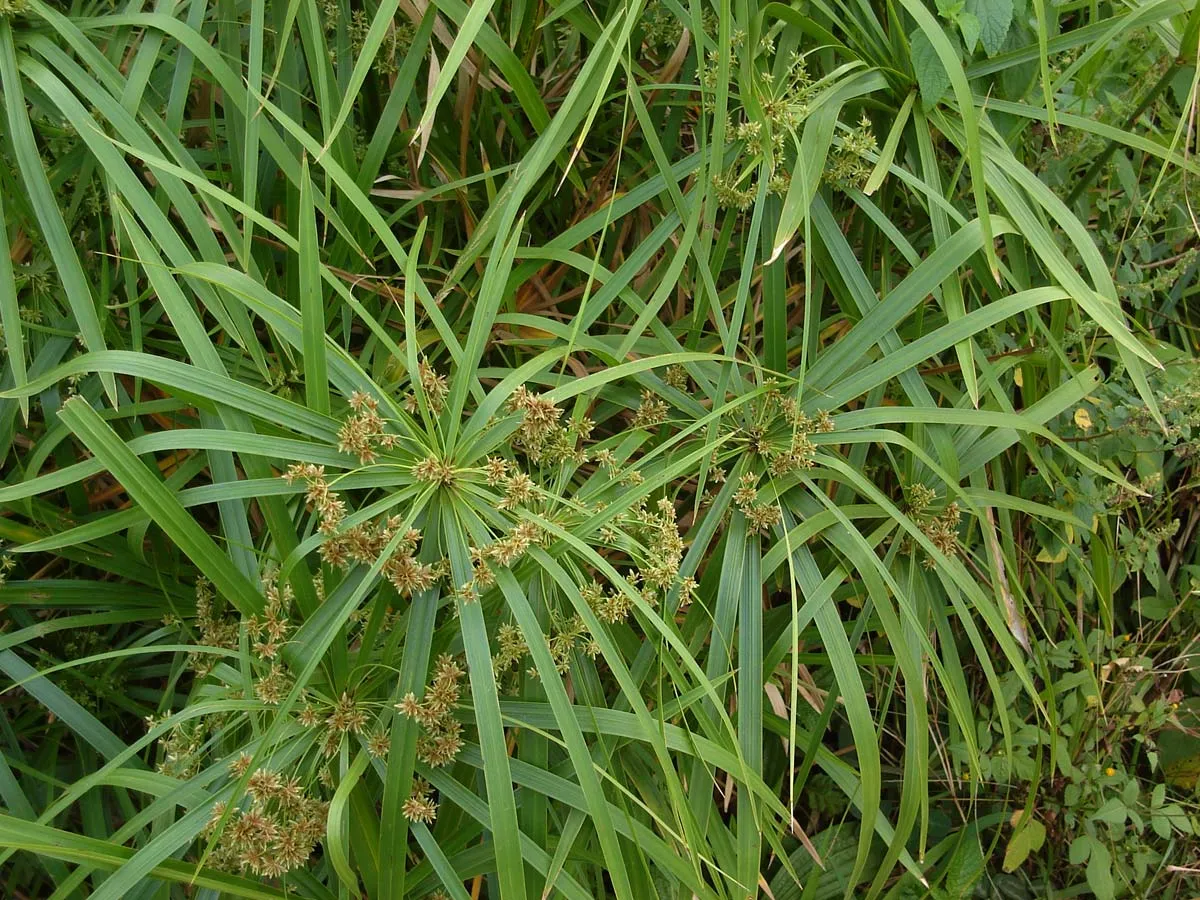 Vízipálma - 1