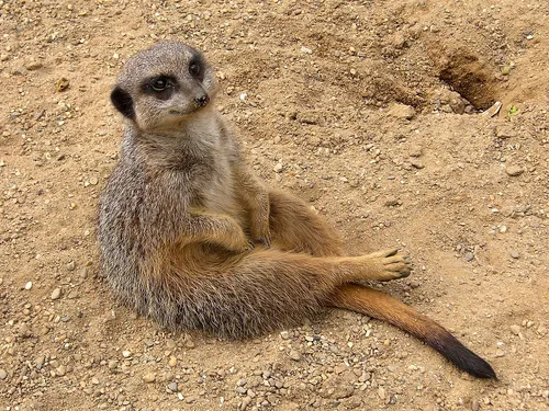 Meerkat
