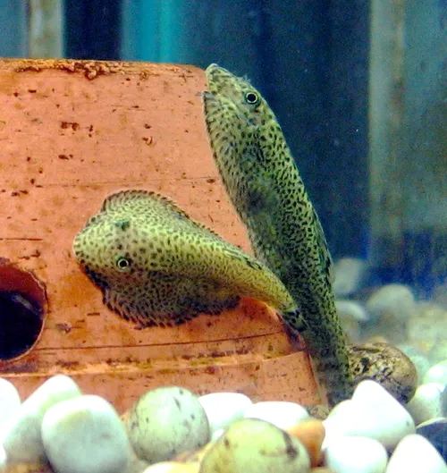Butterfly loach