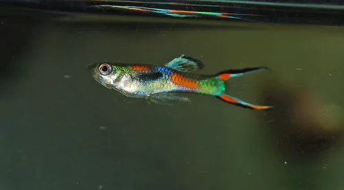Endler Guppy