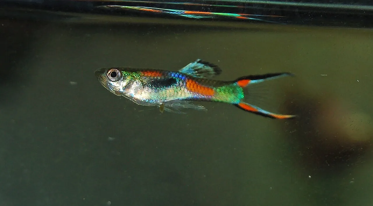 Endler guppi - 1