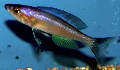 Blueback sardine cichlid