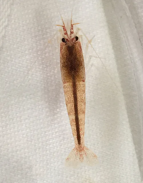 Tangerine Tiger Shrimp