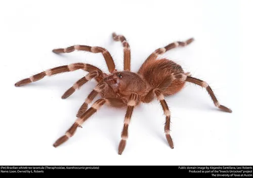 Brazilian whiteknee tarantula