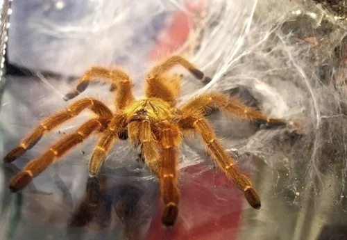 Usambara Baboon Spider