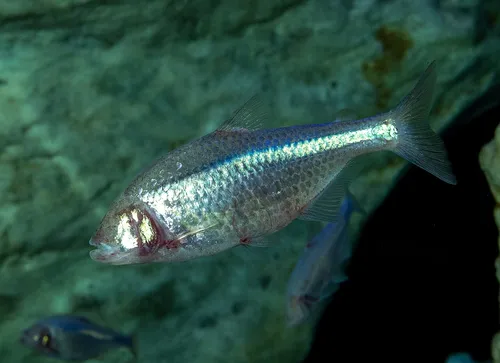 Blind Cave Tetra