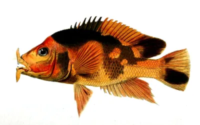 Amphilophus labiatus
