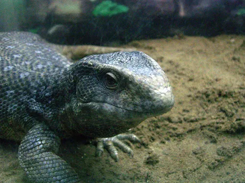 Savannah monitor