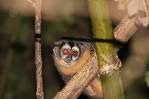 Azara's night monkey