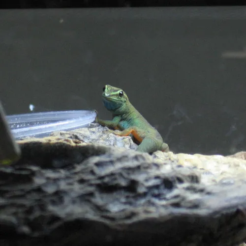 Turquoise dwarf gecko
