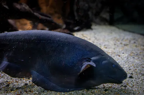 Black ghost knifefish