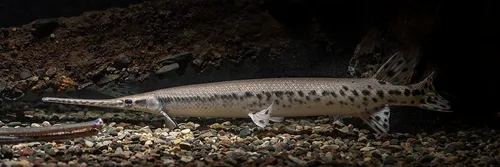 Longnose gar