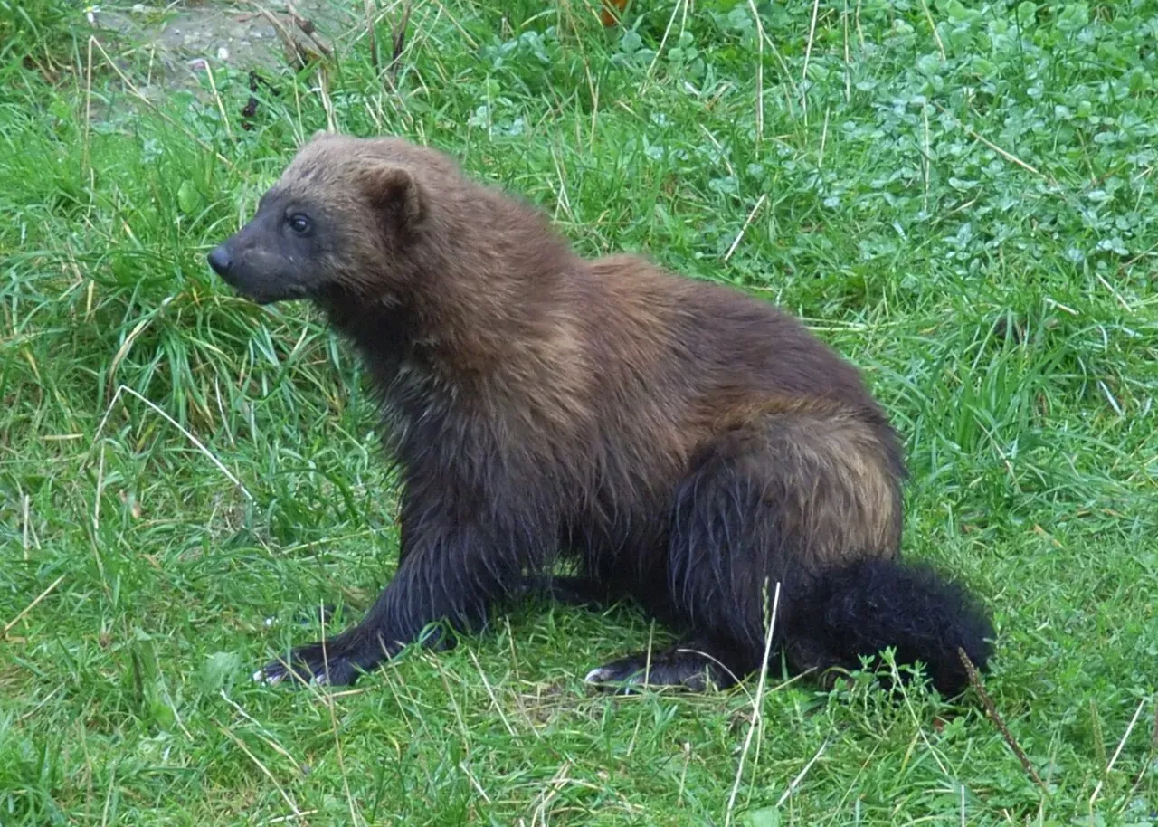 Rozsomák - 1