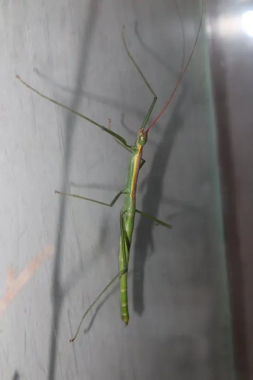 Nui Chua Yellow Stripe Stick Insect