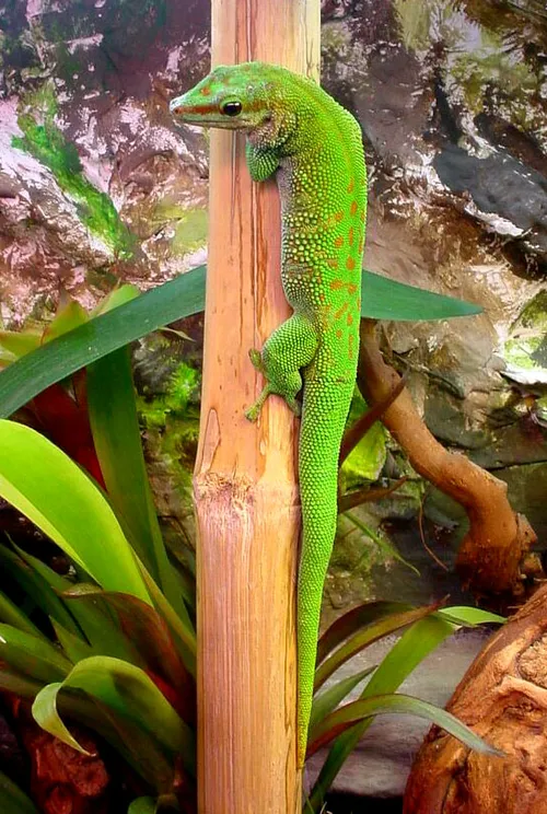 Madagascar giant day gecko