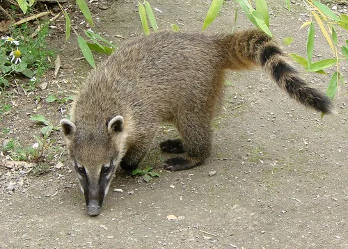 South American Coati