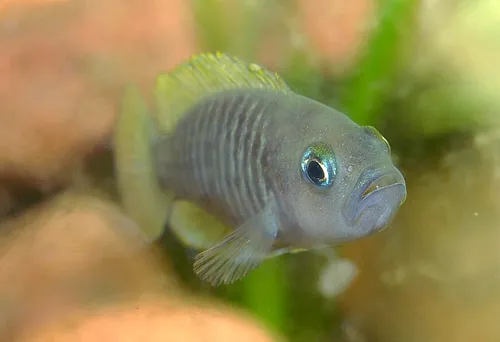 Many-banded shell dweller
