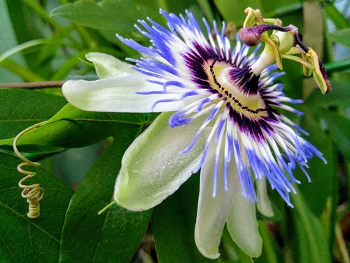 Blue Passionflower