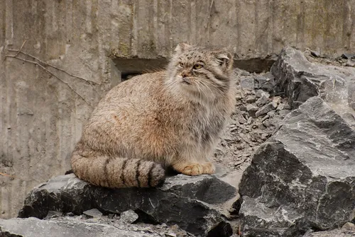 Pallas's cat