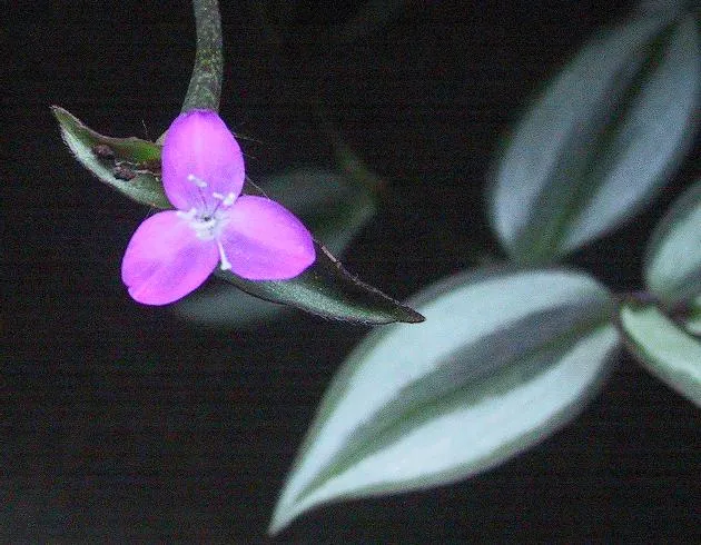 Zebrapletyka - 1