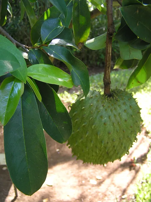 Prickly custard apple