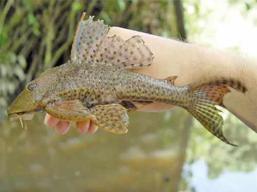 Variatus platy