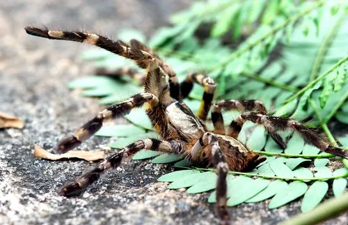 Indian Ornament Tree Spider