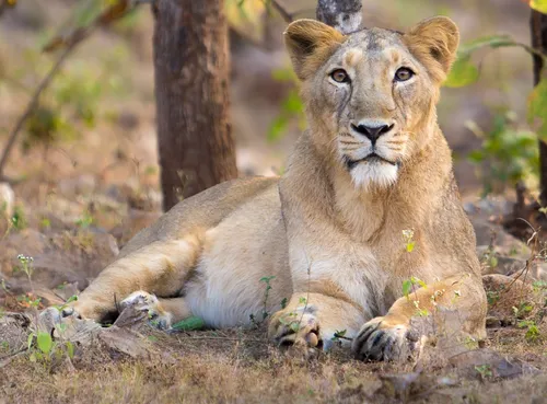 Asiatic lion