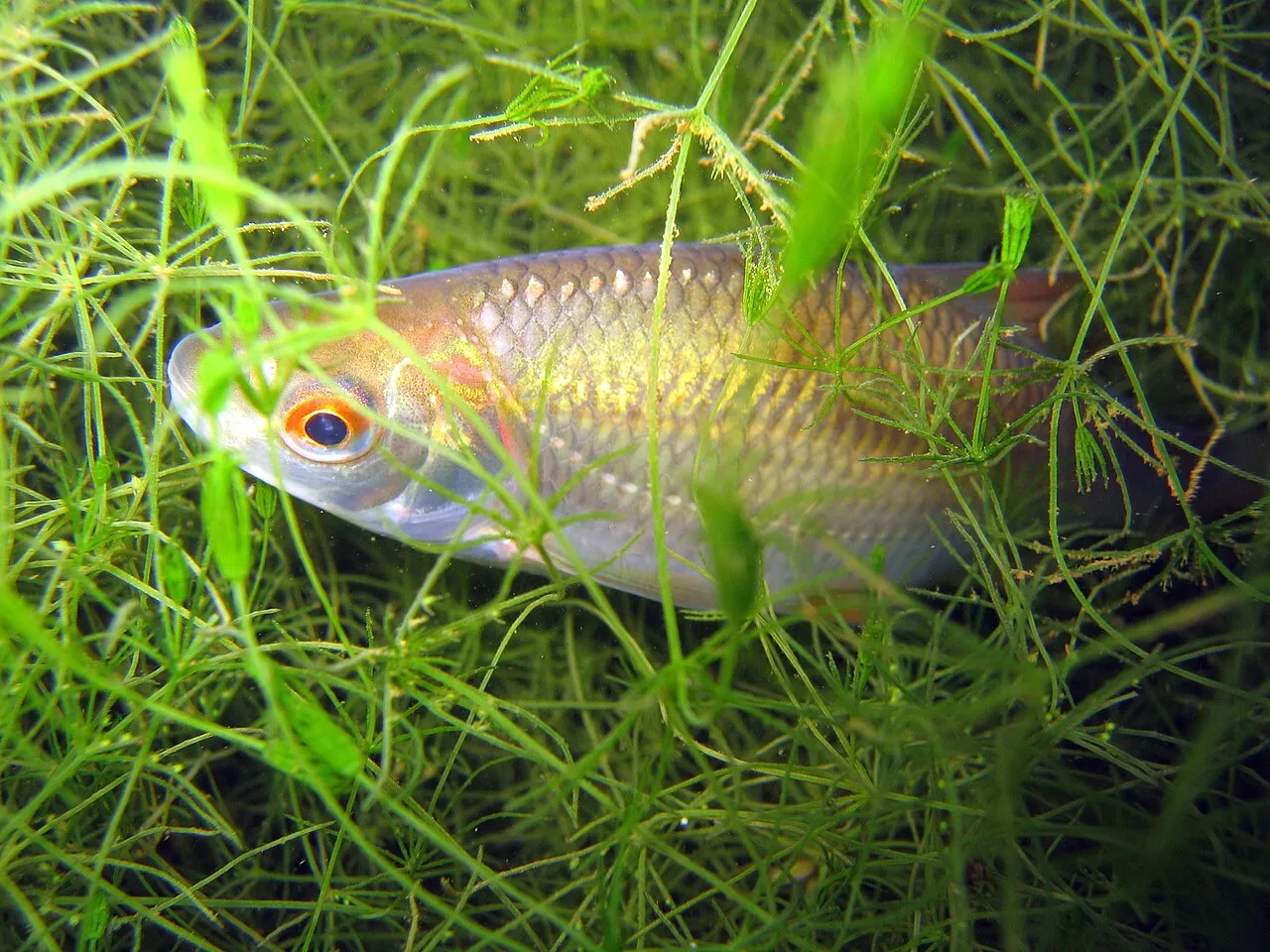Bodorka - 1