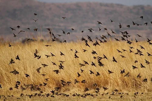 Southern Red Bishop