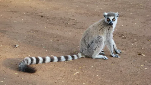 Ring-tailed lemur
